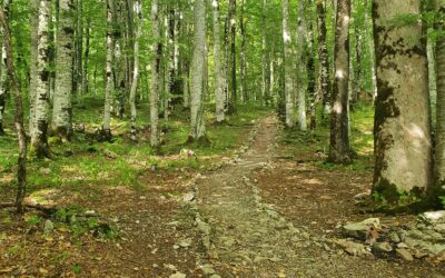 National Park Biogradska Gora