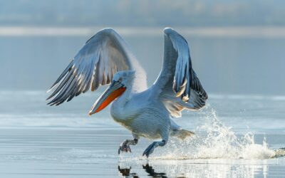 Private Boat Tour at Skadar Lake Birdwatching
